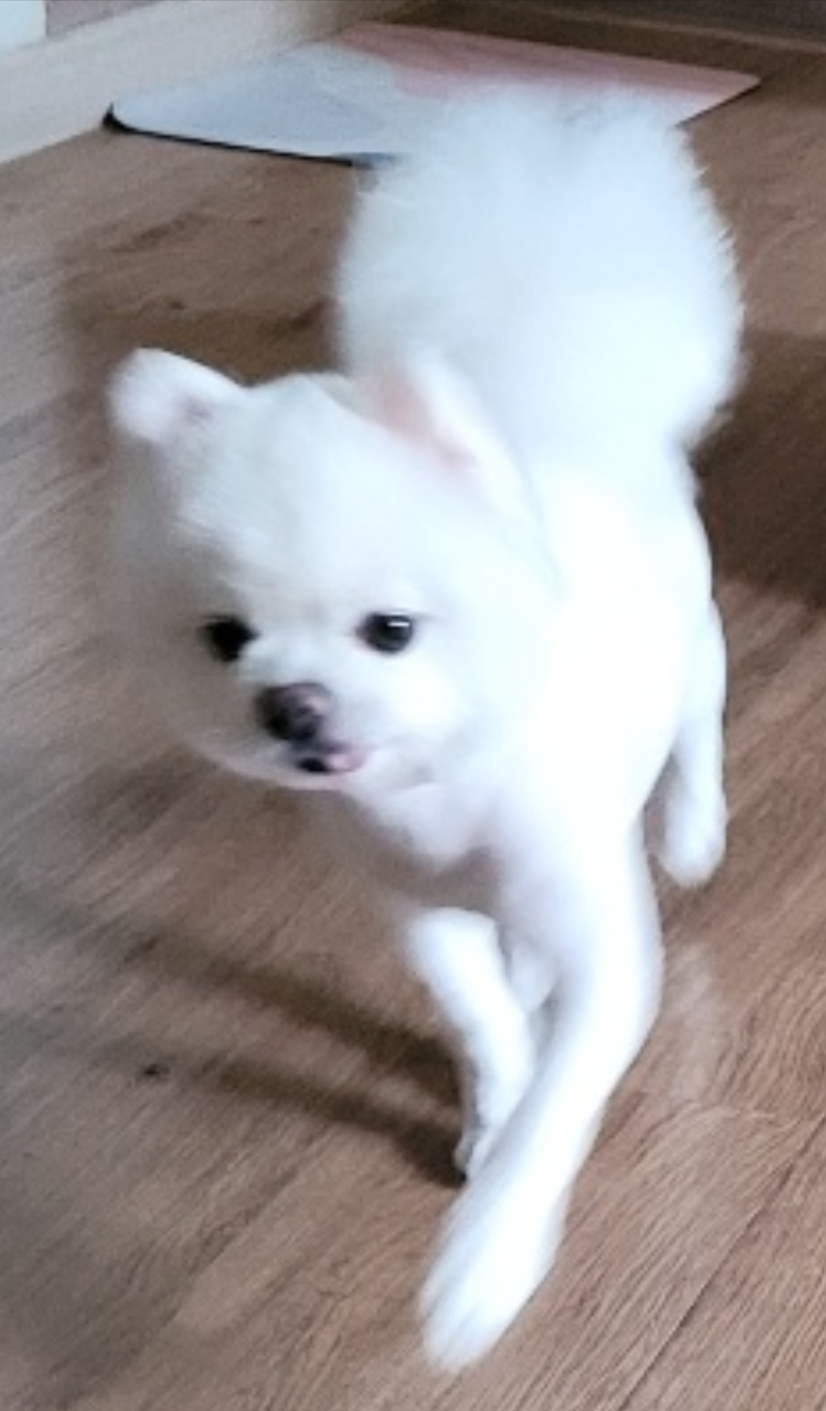 유기견보호센터 강아지보호소 고양이보호소 - 펫찾기 34번째 사진