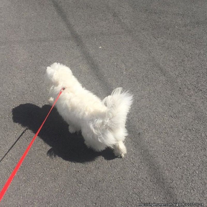 유기견보호센터 강아지보호소 고양이보호소 - 펫찾기 23번째 사진