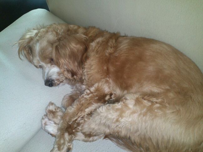 저희 강아지 보신분.. - 강아지 찾아요 - 유기견 보호 센터 - 이미지 2