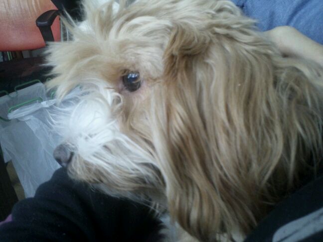 저희 강아지 보신분.. - 강아지 찾아요 - 유기견 보호 센터 - 이미지 1