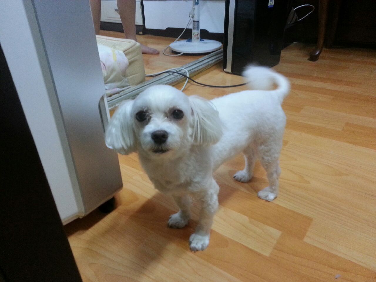 (유기견.강아지 찾아요)말티즈 수컷 - 강아지 찾아요 - 유기견 보호 센터 - 이미지 2