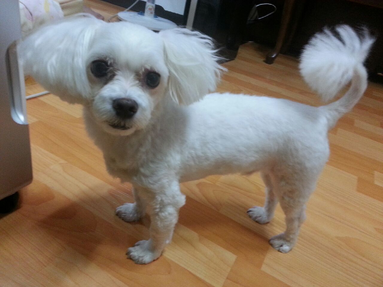 (유기견.강아지 찾아요)말티즈 수컷 - 강아지 찾아요 - 유기견 보호 센터 - 이미지 3