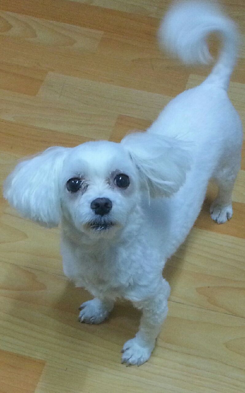 (유기견.강아지 찾아요)말티즈 수컷 - 강아지 찾아요 - 유기견 보호 센터 - 이미지 1