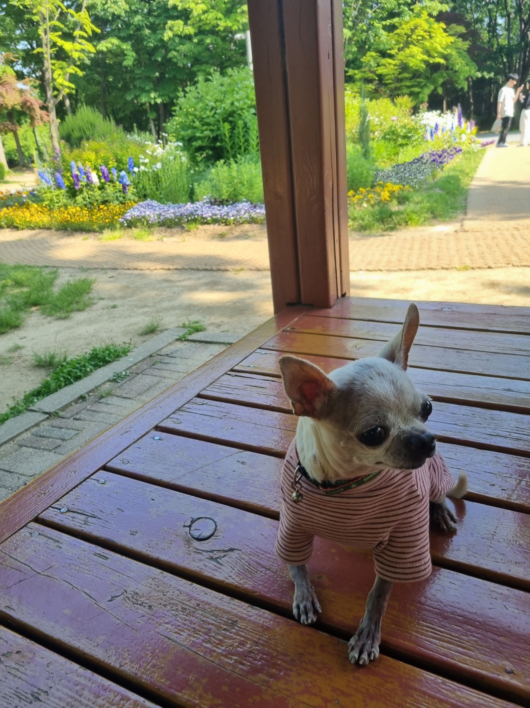 유기견보호센터 강아지보호소 고양이보호소 - 펫찾기 6번째 사진