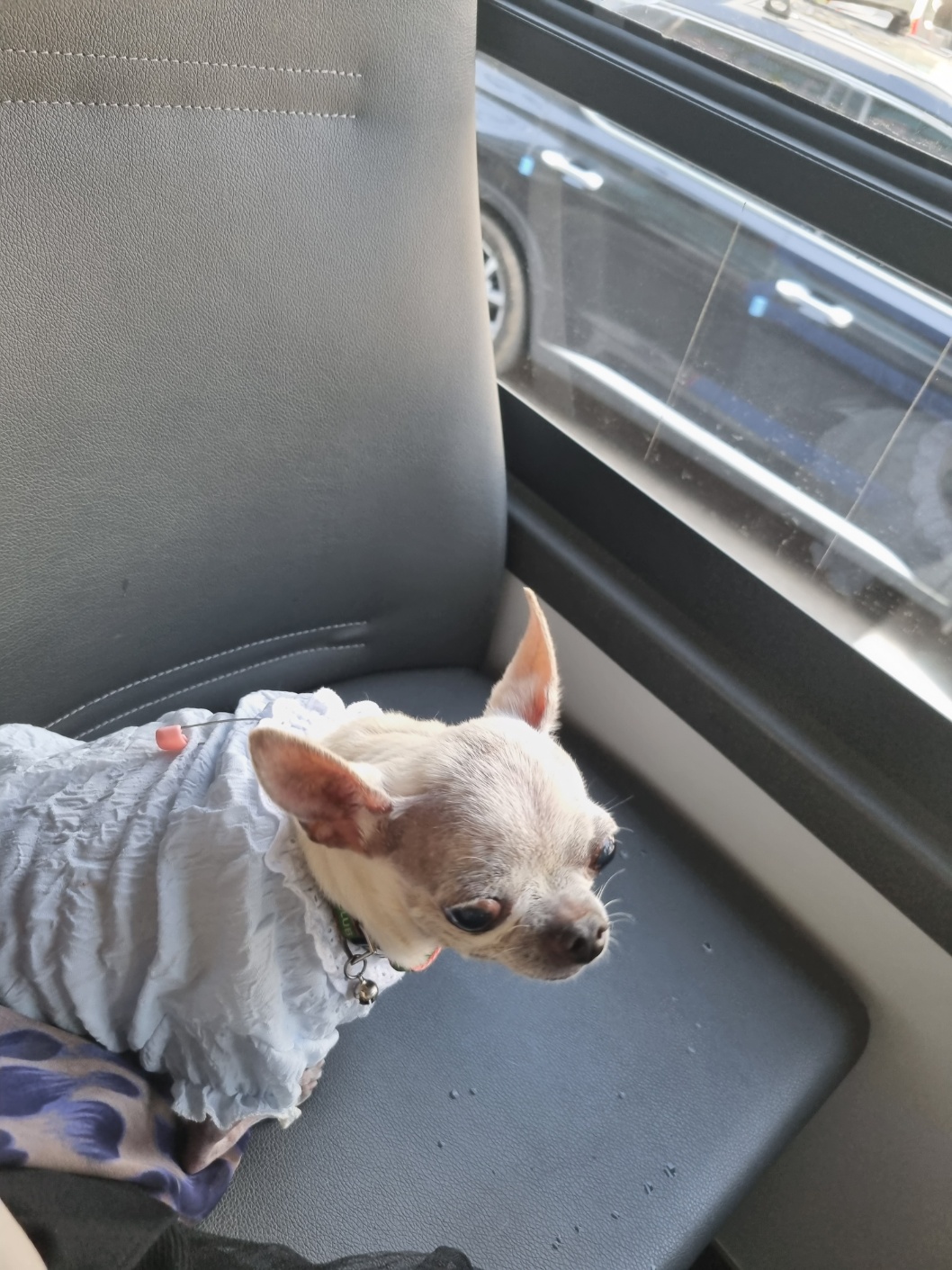 유기견보호센터 강아지보호소 고양이보호소 - 펫찾기 5번째 사진