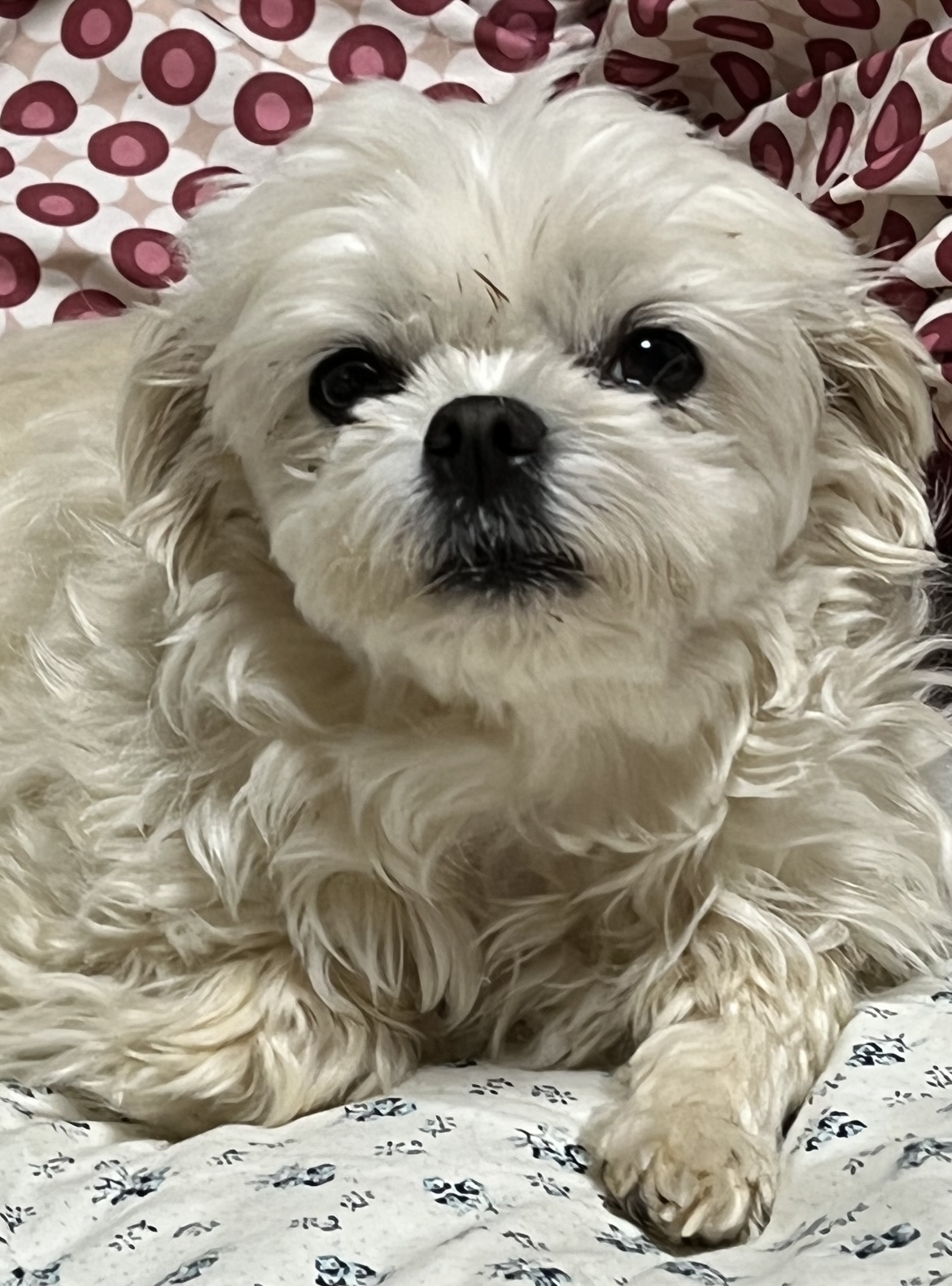 유기견보호센터 강아지보호소 고양이보호소 - 펫찾기 21번째 사진