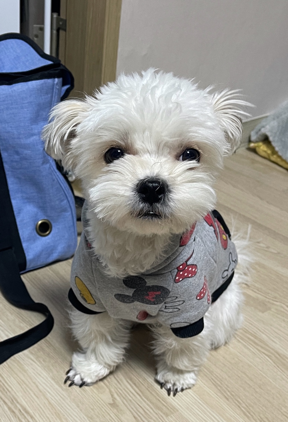 안양천에서 잃어버린 흰색 말티즈(잡종) 찾습니다 - 강아지 찾아요 - 유기견 보호 센터 - 이미지 1