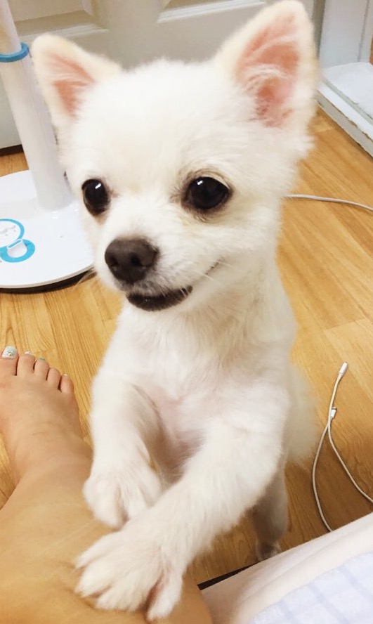 강아지 찾아요 2번째 사진