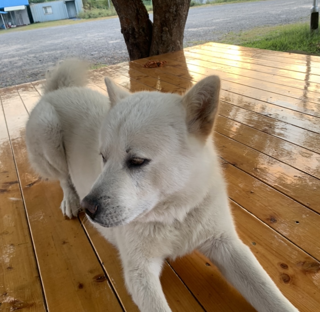 유기견보호센터 강아지보호소 고양이보호소 - 펫찾기 21번째 사진