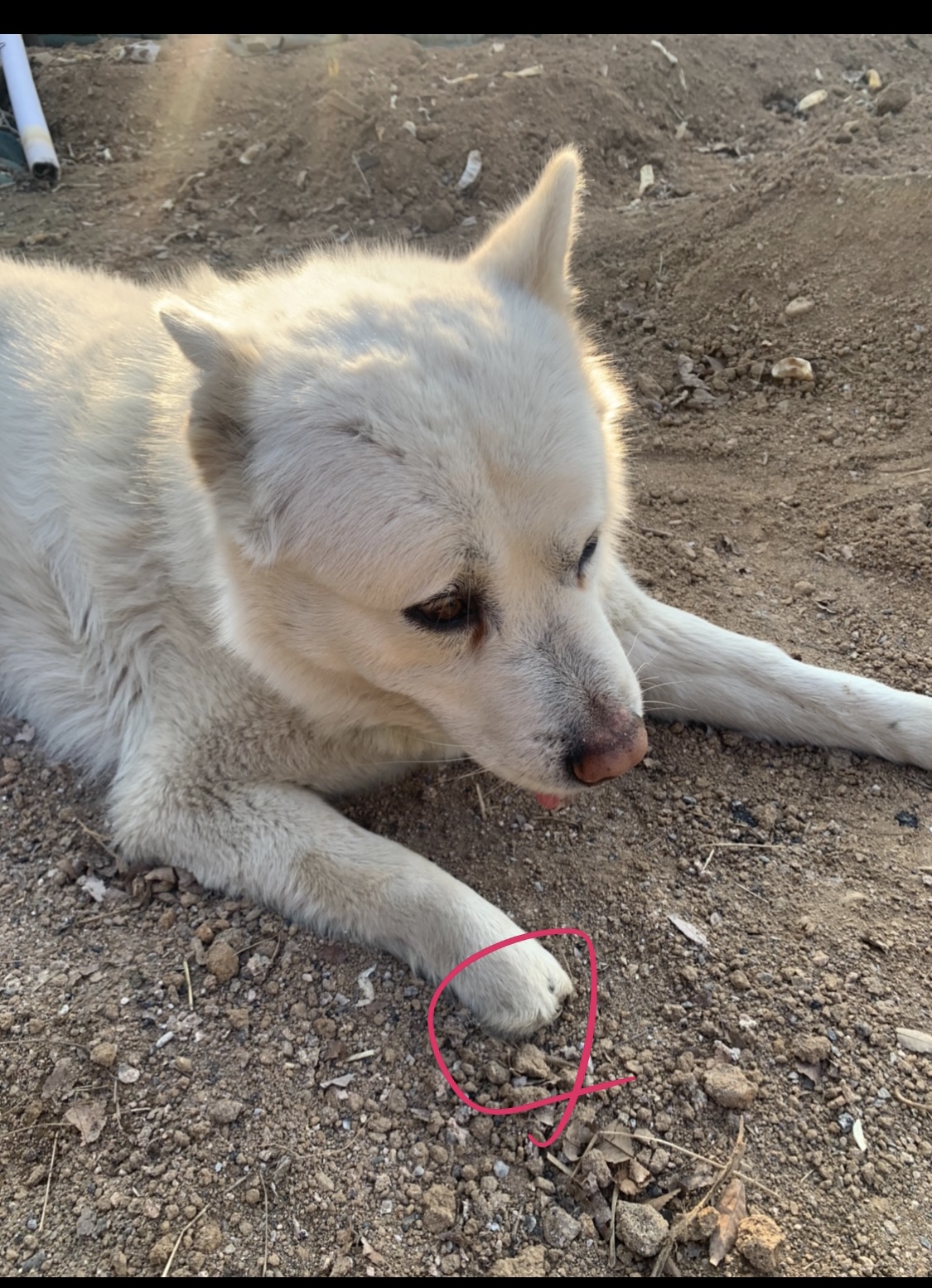 유기견보호센터 강아지보호소 고양이보호소 - 펫찾기 20번째 사진