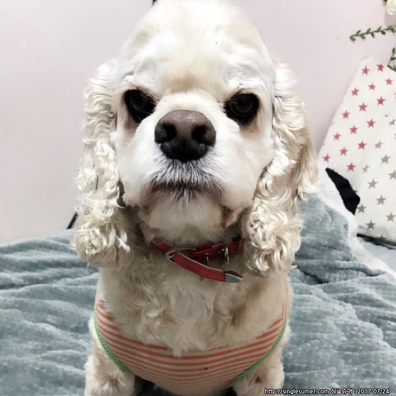 (사례금300) 10일째,코카스파니엘찾습니다(혀에점/살구색털/노란목걸이) 3번째 사진