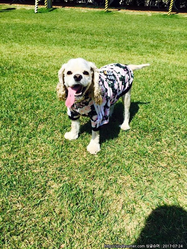 (사례금300) 10일째,코카스파니엘찾습니다(혀에점/살구색털/노란목걸이) 2번째 사진