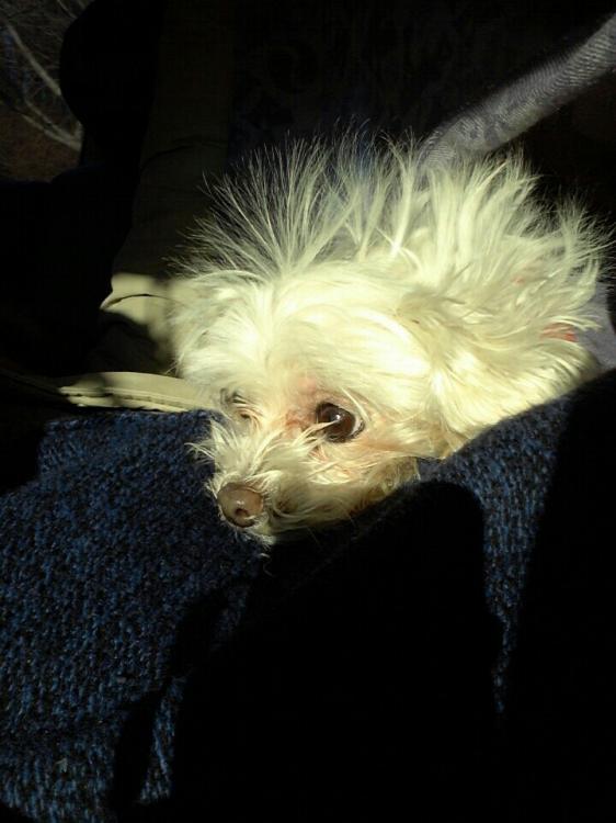 여아 말티즈 찾습니다 4번째 사진