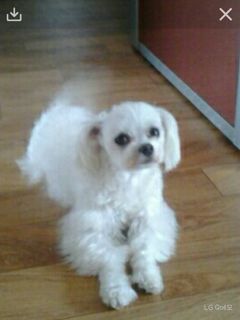광명동에서 말티즈 수컷 분실함. 찾고있습니다 ㅠ - 강아지 찾아요 - 유기견 보호 센터 - 이미지 1