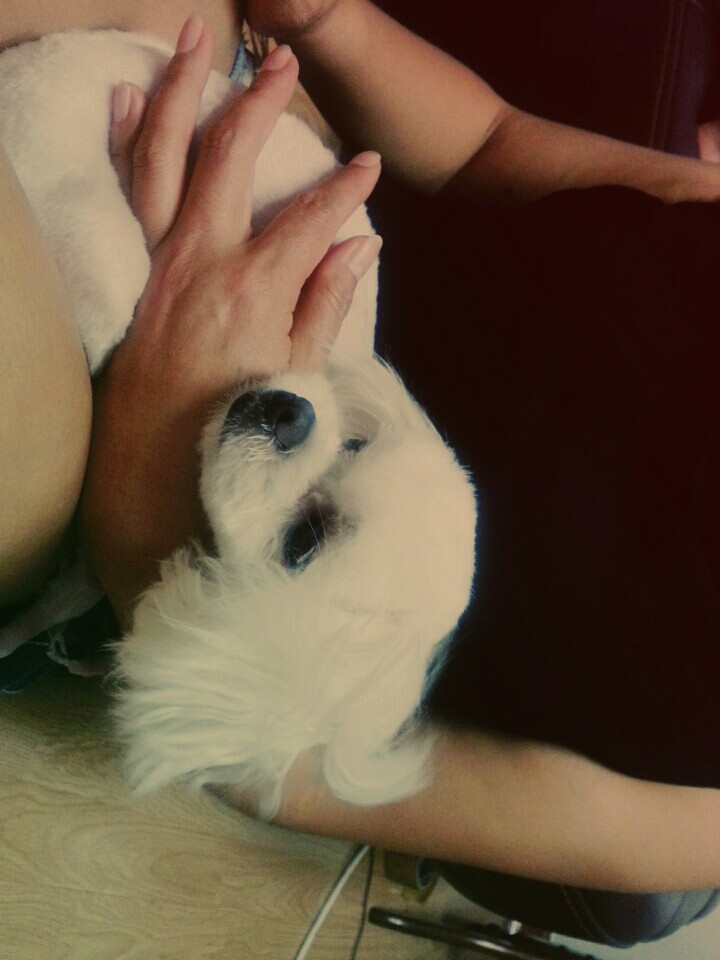 마르티즈암컴강아지찾습니다 - 강아지 찾아요 - 유기견 보호 센터 - 이미지 4