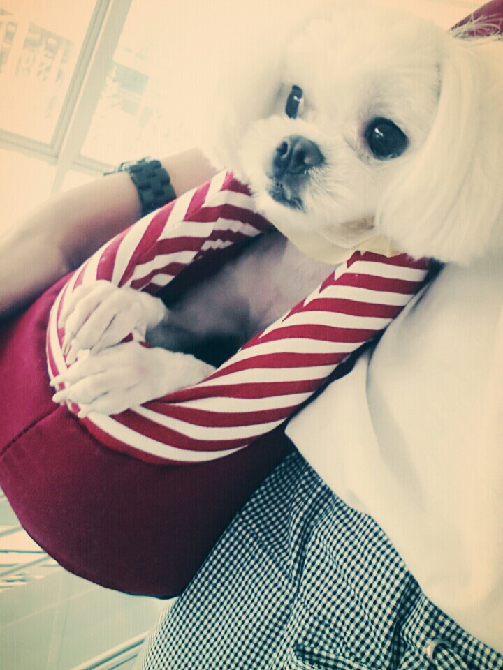 마르티즈암컴강아지찾습니다 - 강아지 찾아요 - 유기견 보호 센터 - 이미지 2