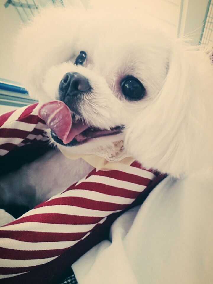 마르티즈암컴강아지찾습니다 - 강아지 찾아요 - 유기견 보호 센터 - 이미지 1