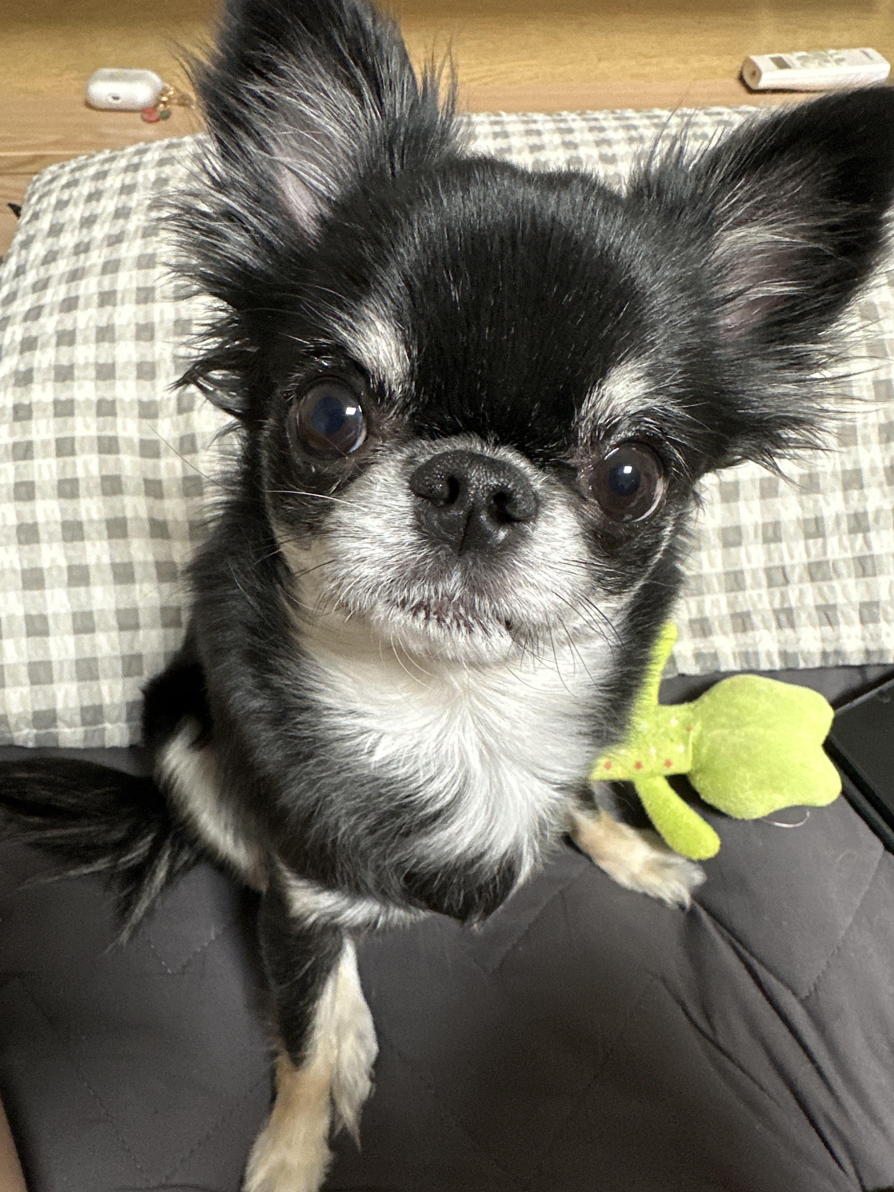 유기견보호센터 강아지보호소 고양이보호소 - 펫찾기 16번째 사진