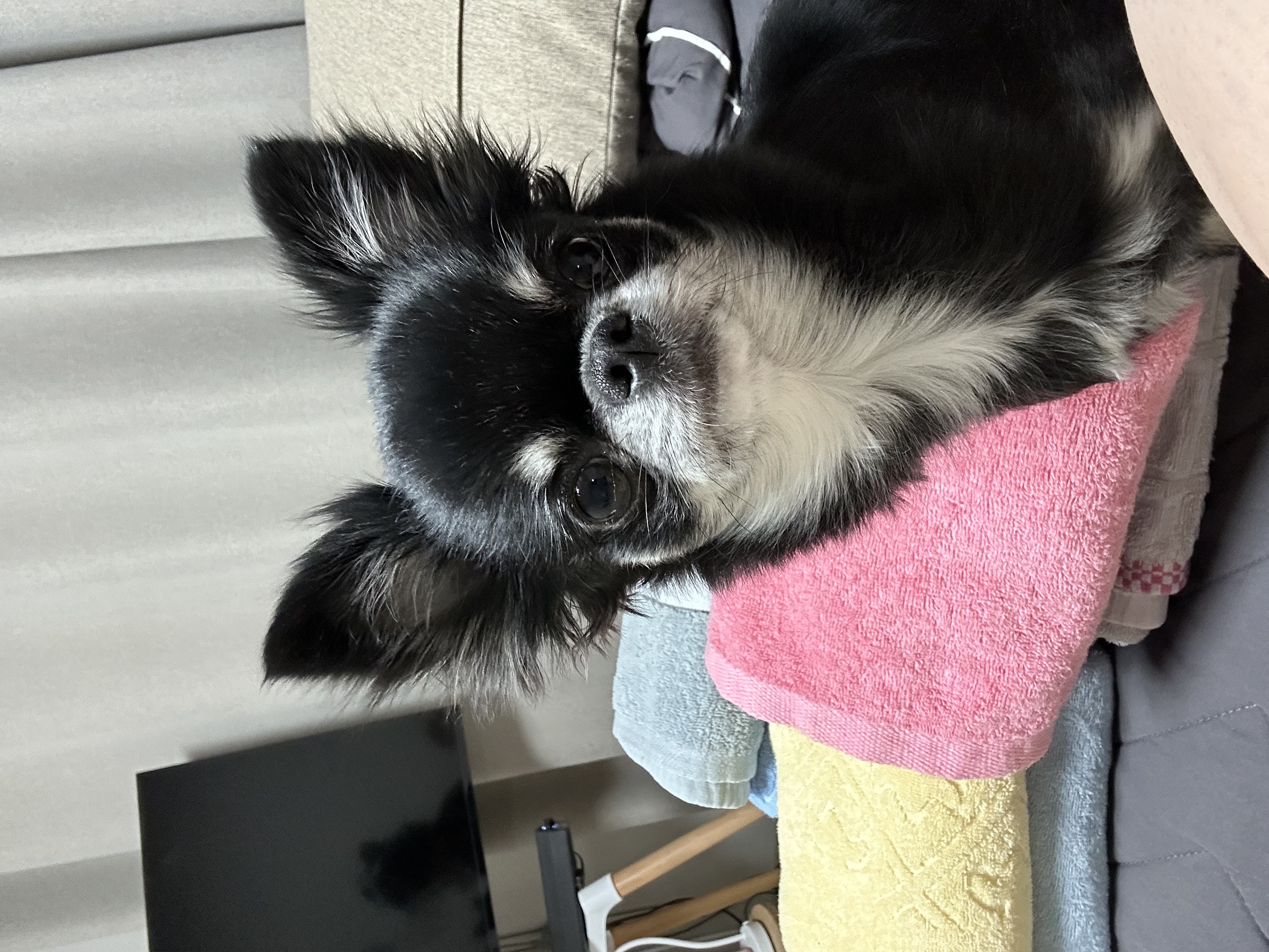 유기견보호센터 강아지보호소 고양이보호소 - 펫찾기 17번째 사진