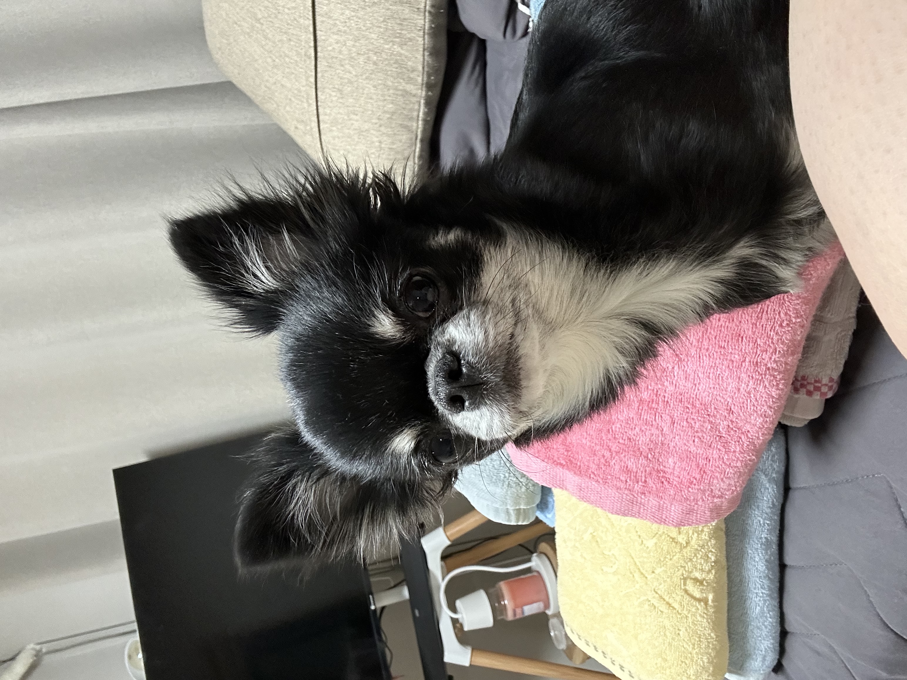 유기견보호센터 강아지보호소 고양이보호소 - 펫찾기 20번째 사진