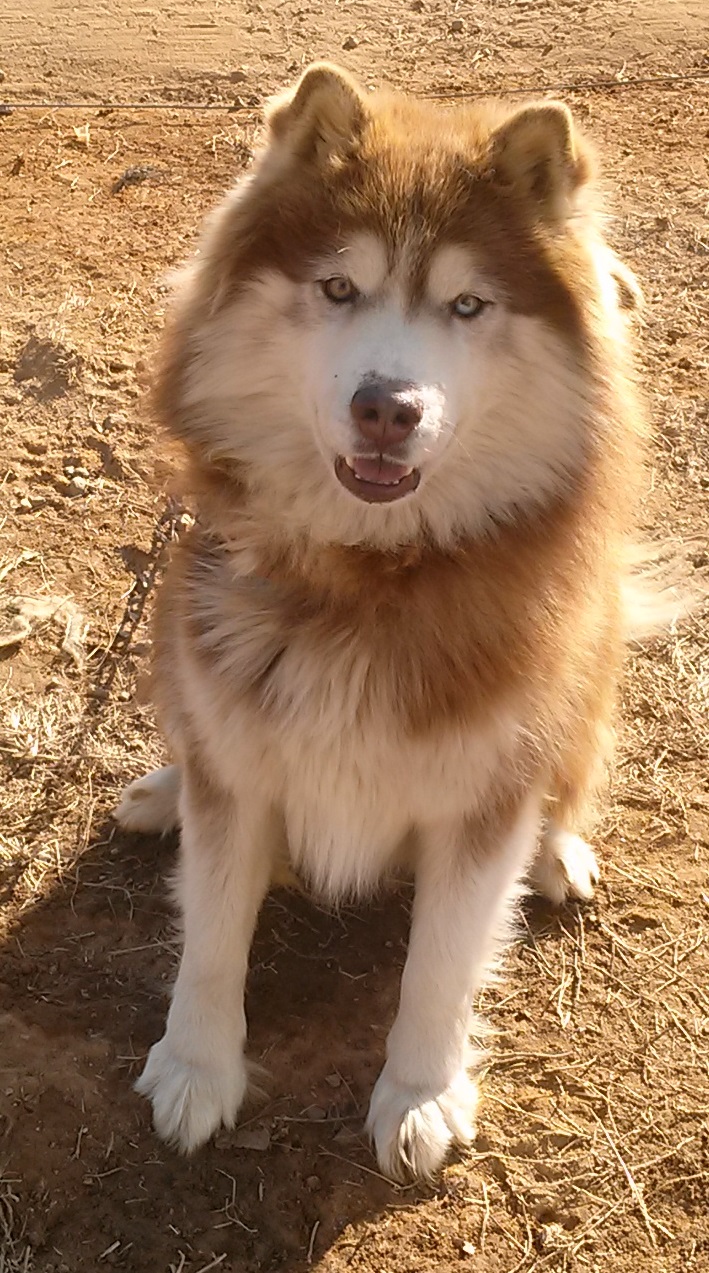 (김포) 말라뮤트를 찾습니다. - 강아지 찾아요 - 유기견 보호 센터 - 이미지 1