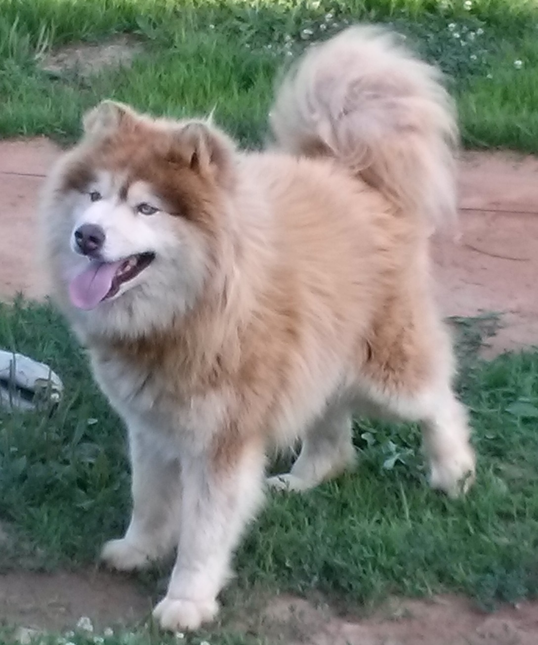 (김포) 말라뮤트를 찾습니다. - 강아지 찾아요 - 유기견 보호 센터 - 이미지 3