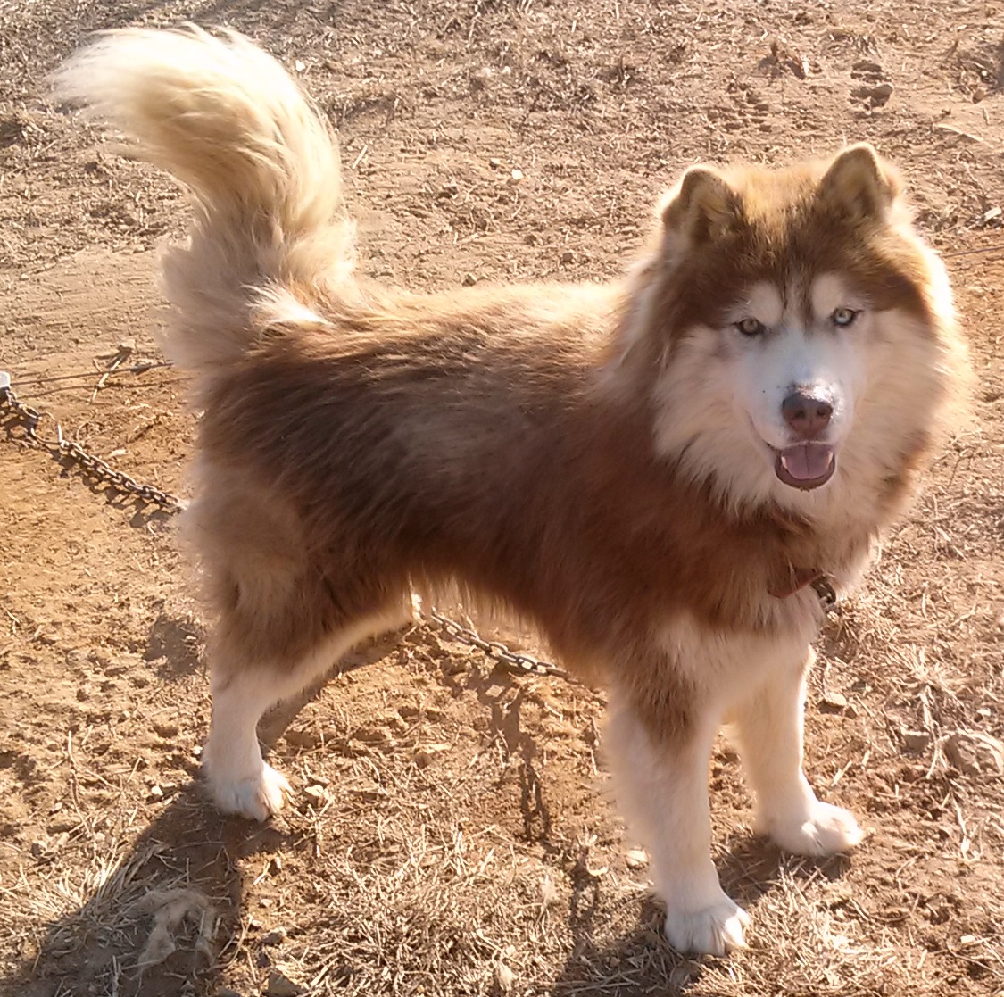 (김포) 말라뮤트를 찾습니다. - 강아지 찾아요 - 유기견 보호 센터 - 이미지 2