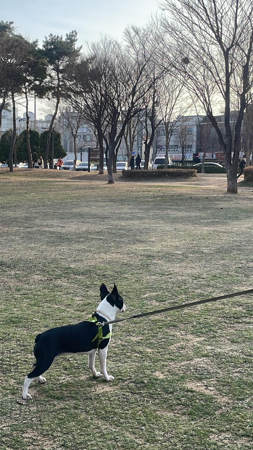 유기견보호센터 강아지보호소 고양이보호소 - 펫찾기 26번째 사진