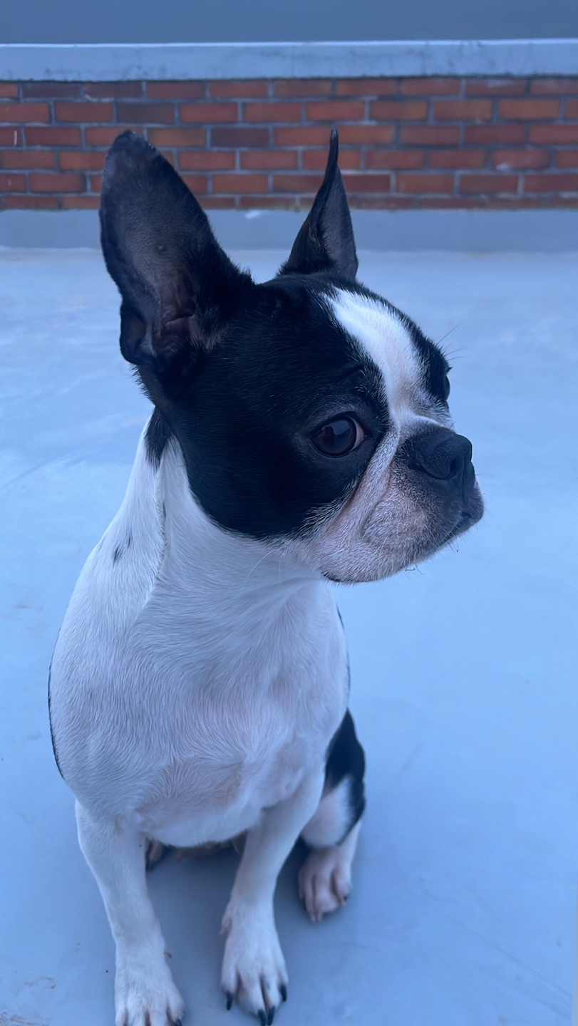 유기견보호센터 강아지보호소 고양이보호소 - 펫찾기 25번째 사진