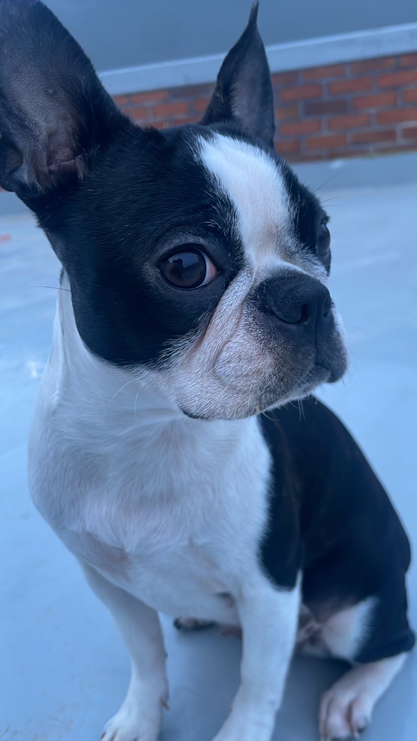 유기견보호센터 강아지보호소 고양이보호소 - 펫찾기 24번째 사진