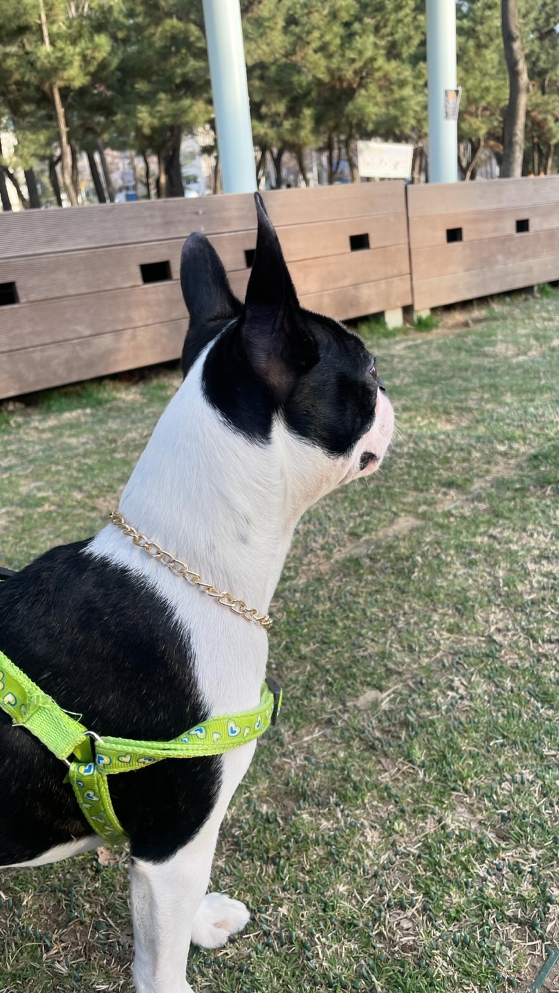 유기견보호센터 강아지보호소 고양이보호소 - 펫찾기 27번째 사진