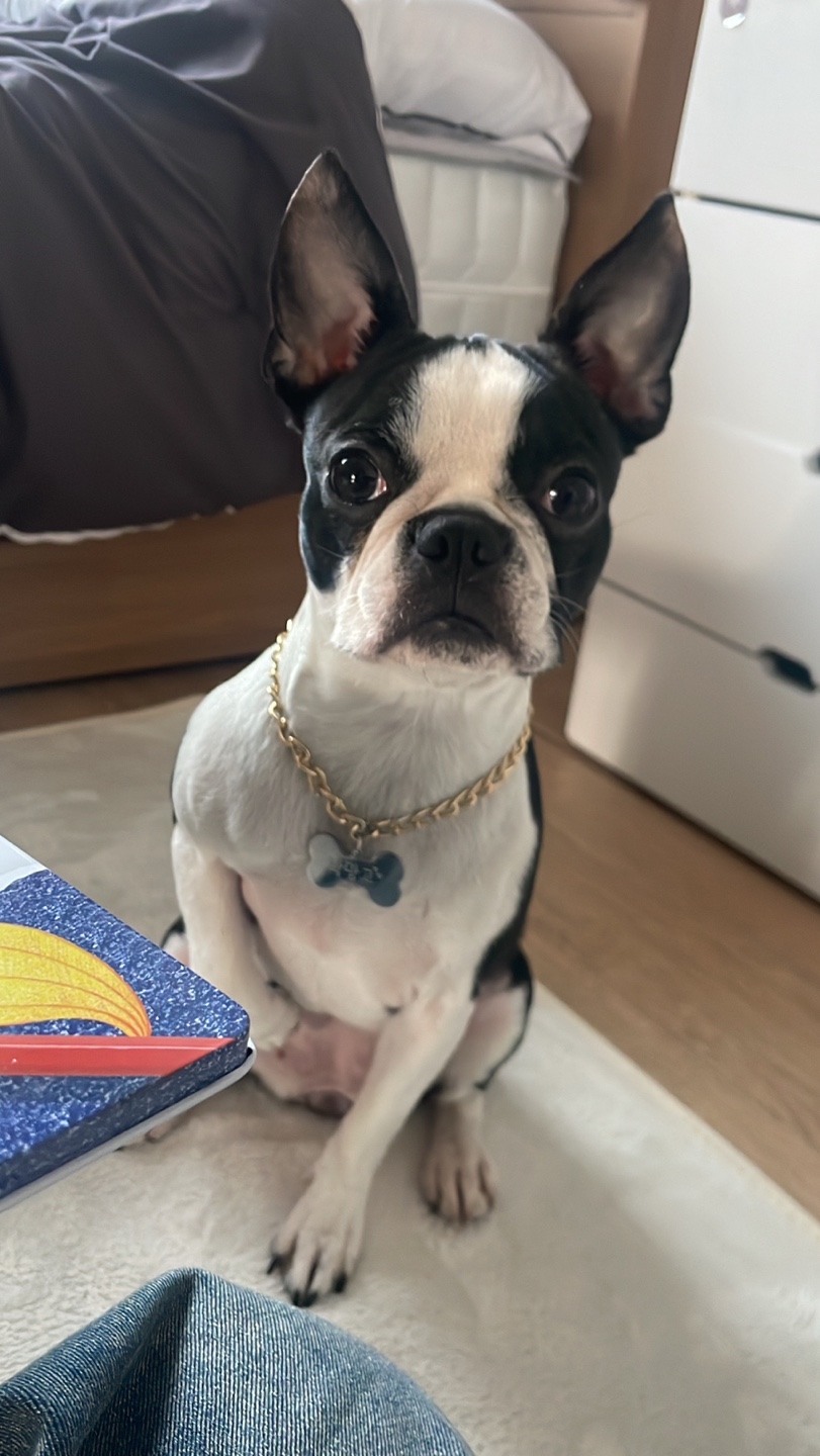 유기견보호센터 강아지보호소 고양이보호소 - 펫찾기 28번째 사진