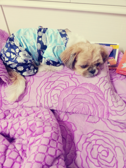 창원 성산구 대방동 덕산아파트쪽 [시츄] 찾아요 ㅠㅠ - 강아지 찾아요 - 유기견 보호 센터 - 이미지 2