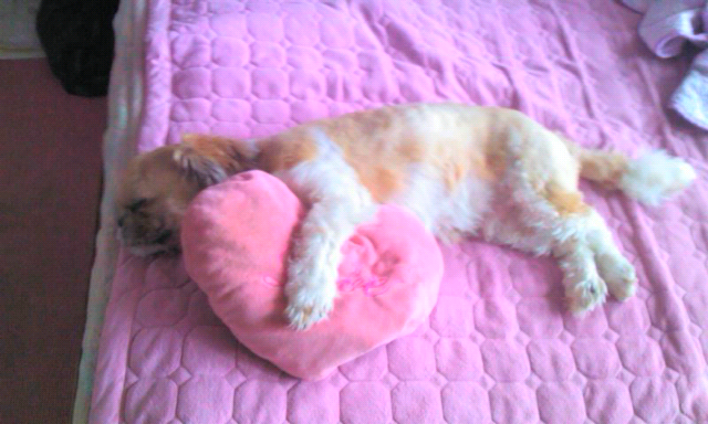 창원 성산구 대방동 덕산아파트쪽 [시츄] 찾아요 ㅠㅠ - 강아지 찾아요 - 유기견 보호 센터 - 이미지 3