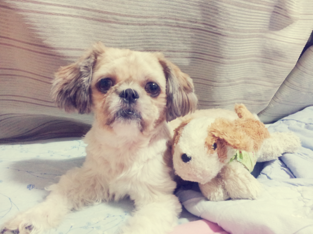 창원 성산구 대방동 덕산아파트쪽 [시츄] 찾아요 ㅠㅠ - 강아지 찾아요 - 유기견 보호 센터 - 이미지 1