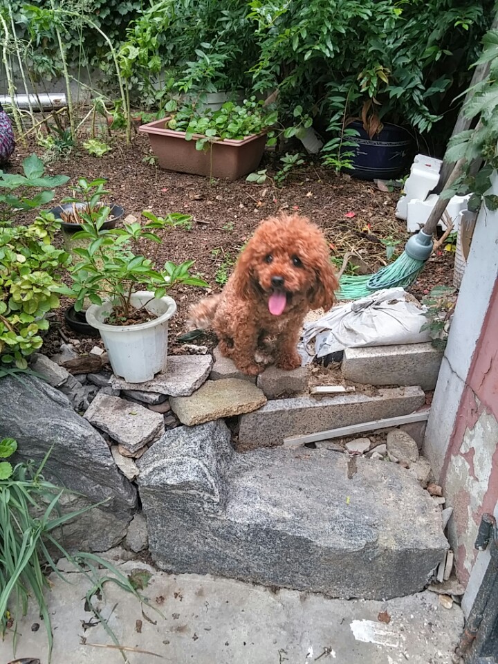 사라진 토이푸들(갈색)을 찾습니다 2번째 사진