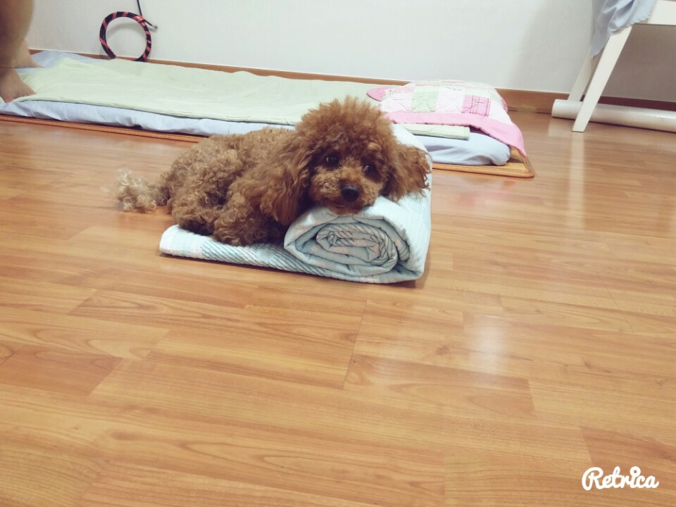 사라진 토이푸들(갈색)을 찾습니다