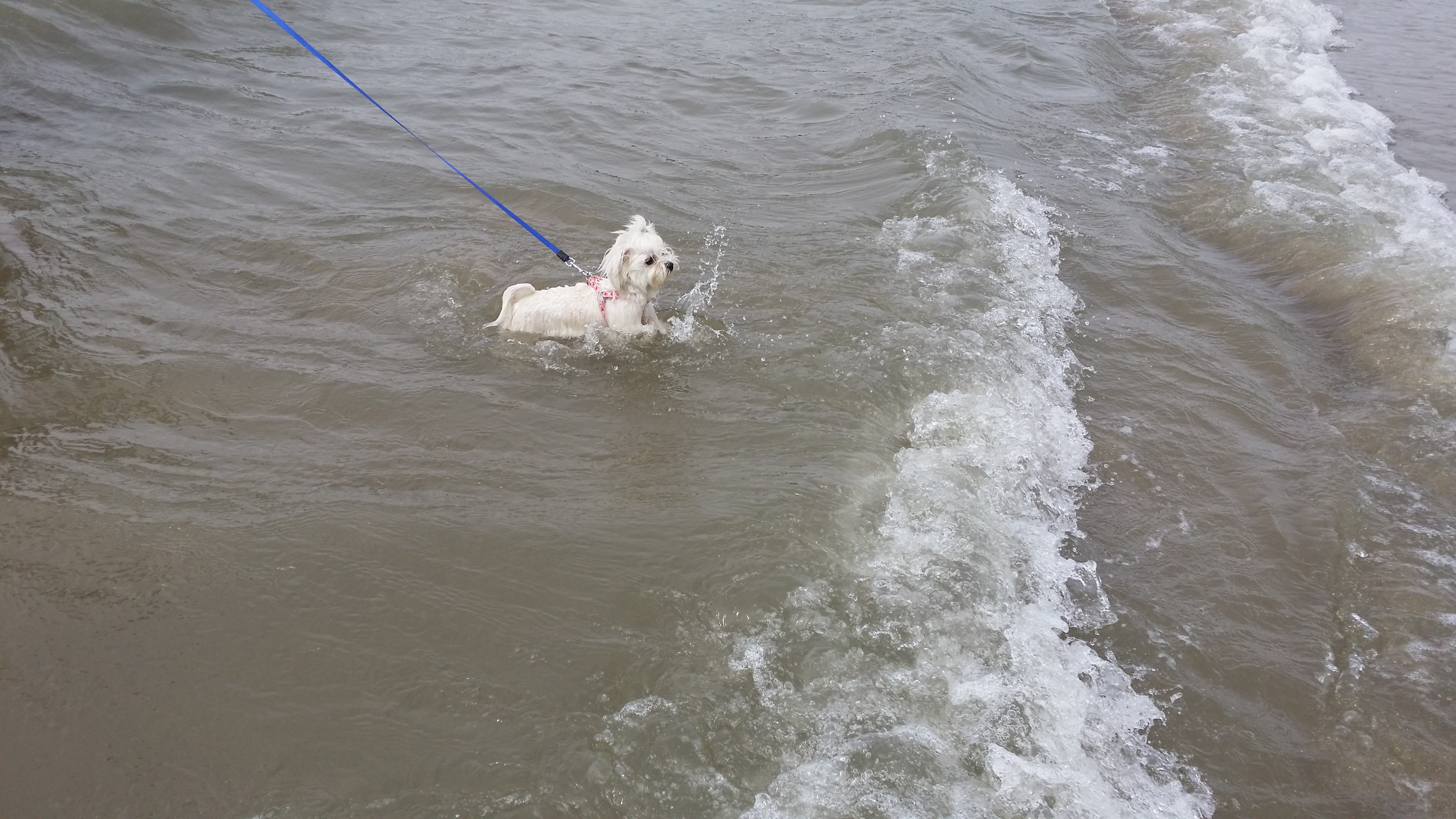 강아지를찾고있습니다 - 강아지 찾아요 - 유기견 보호 센터 - 이미지 2