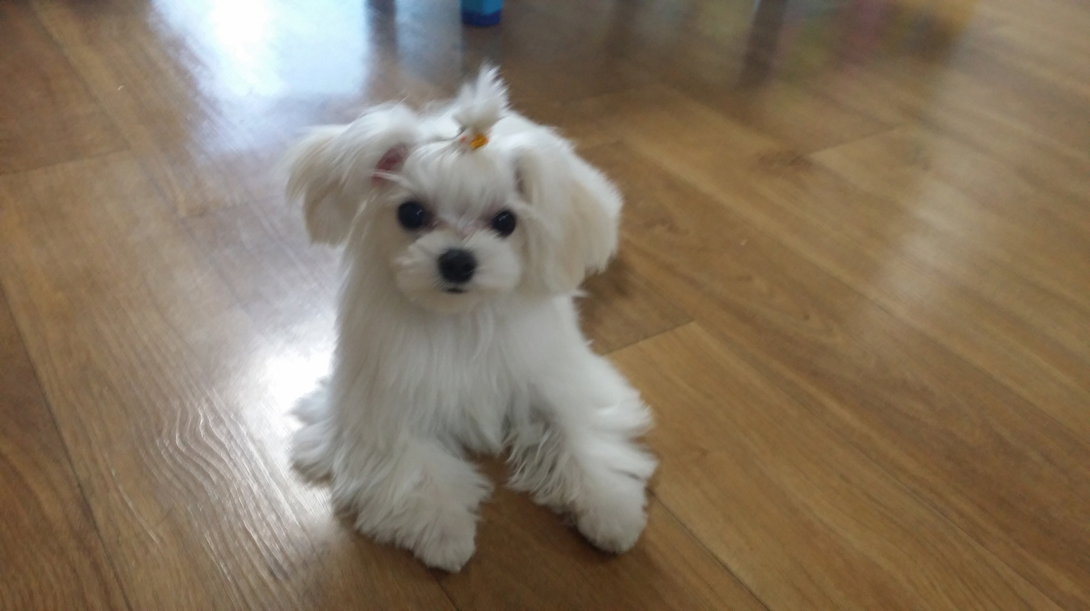 강아지를찾고있습니다 - 강아지 찾아요 - 유기견 보호 센터 - 이미지 1