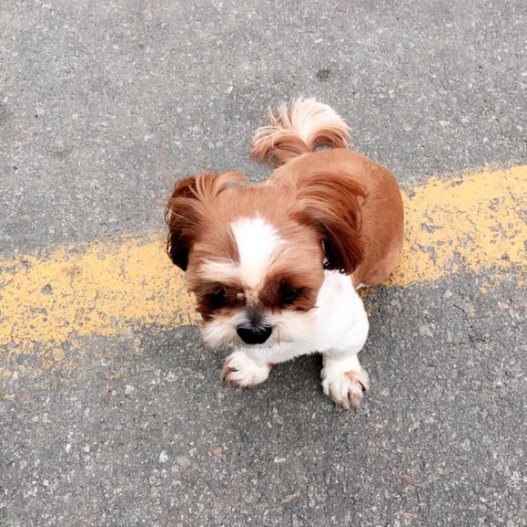 경기도 송탄 시츄 찾습니다