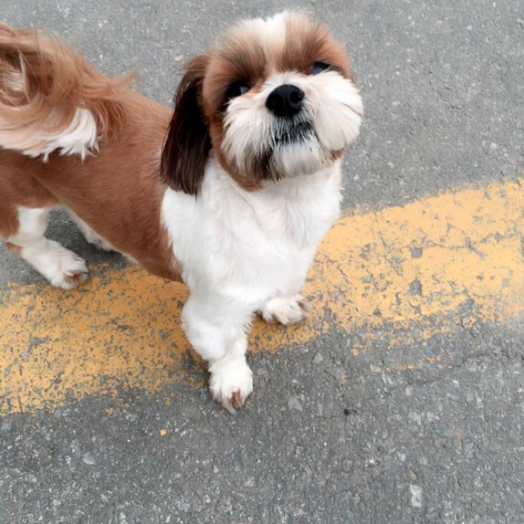 경기도 송탄 시츄 찾습니다 2번째 사진