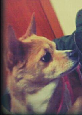 유기견보호센터 강아지보호소 고양이보호소 - 펫찾기 42번째 사진