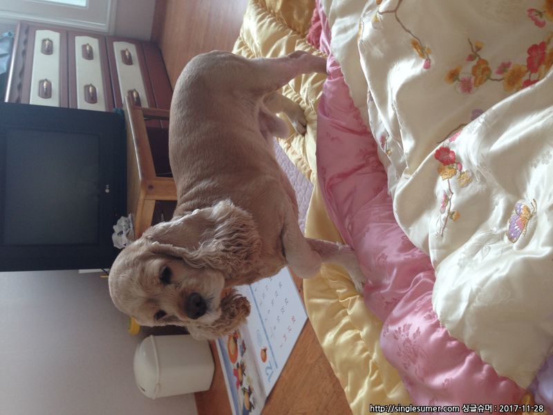 유기견보호센터 강아지보호소 고양이보호소 - 펫찾기 17번째 사진