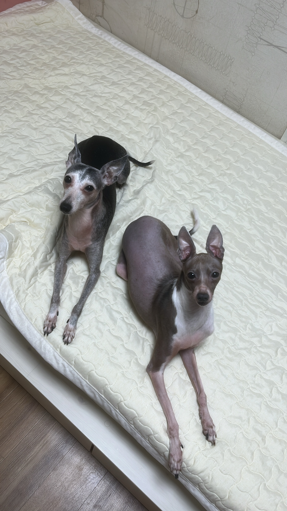 유기견보호센터 강아지보호소 고양이보호소 - 펫찾기 14번째 사진