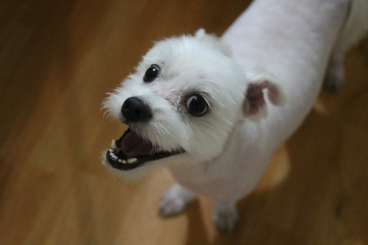 시흥에서 마지막으로 목격된 6kg대 말티믹스 남아 산이를 찾습니다. - 강아지 찾아요 - 유기견 보호 센터 - 이미지 3