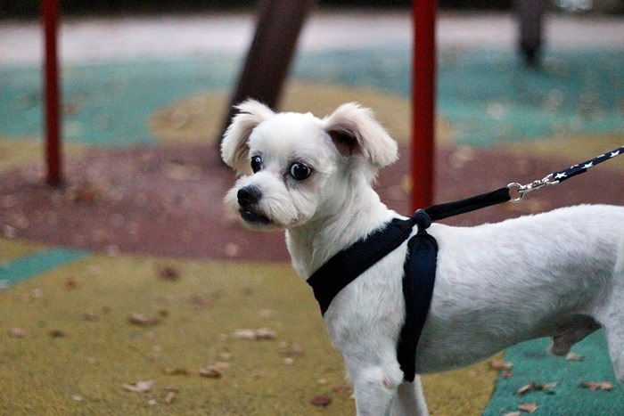 시흥에서 마지막으로 목격된 6kg대 말티믹스 남아 산이를 찾습니다. - 강아지 찾아요 - 유기견 보호 센터 - 이미지 2