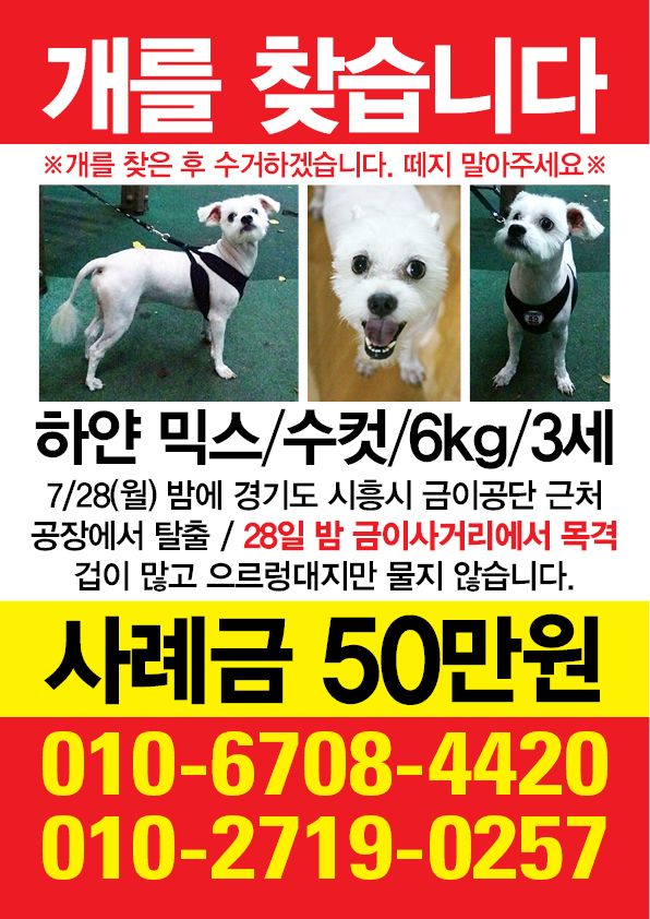 시흥에서 마지막으로 목격된 6kg대 말티믹스 남아 산이를 찾습니다. - 강아지 찾아요 - 유기견 보호 센터 - 이미지 1