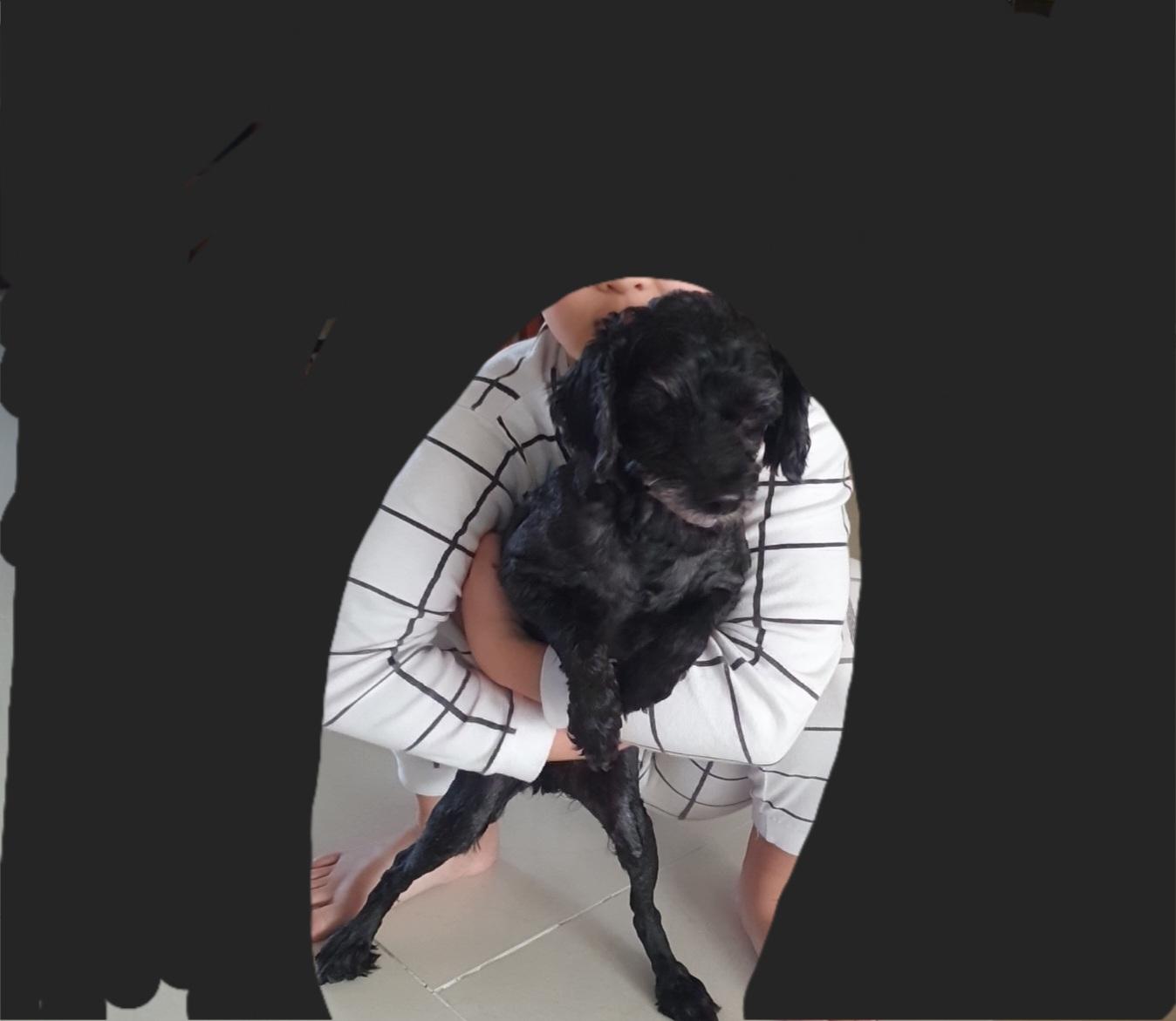 검은색 푸들 찾아요 - 강아지 찾아요 - 유기견 보호 센터 - 이미지 10