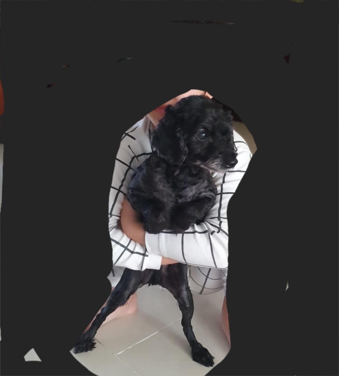 검은색 푸들 찾아요 - 강아지 찾아요 - 유기견 보호 센터 - 이미지 9