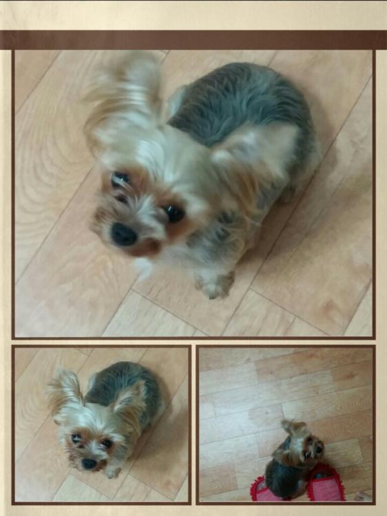 요크셔테리어 강아지를 찾습니다..도와주세요.. 2번째 사진